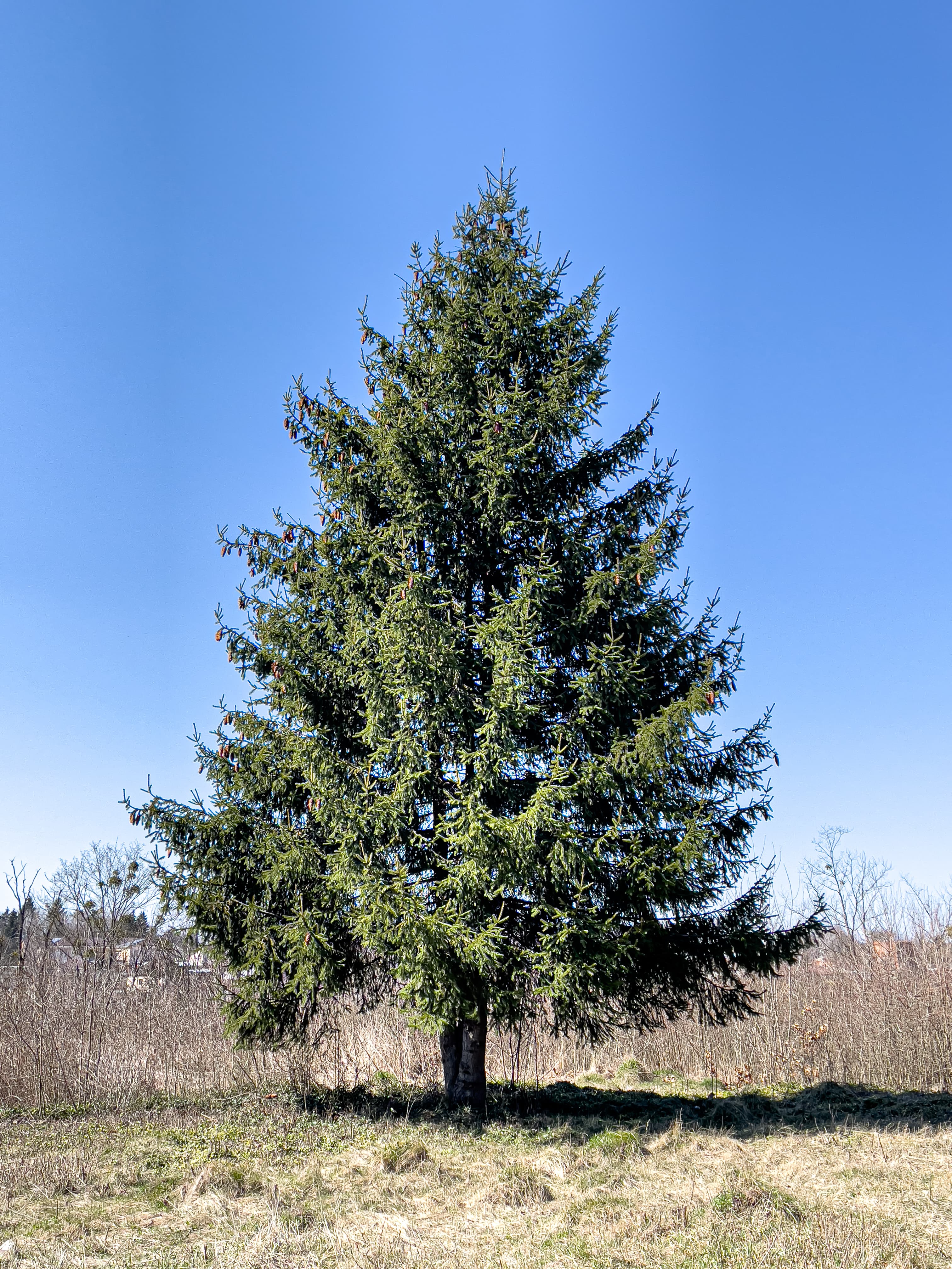 Deodar Cedar - Image 1